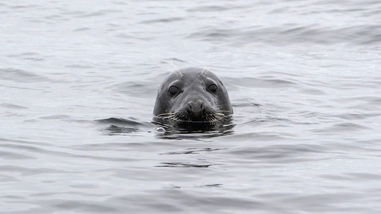 Sel kan du oppleve utenfor Andøya.