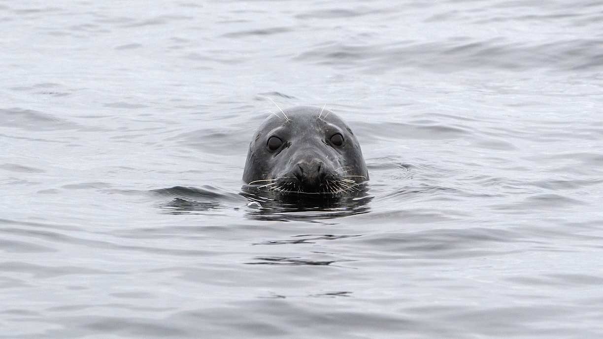 Sel kan du oppleve utenfor Andøya.