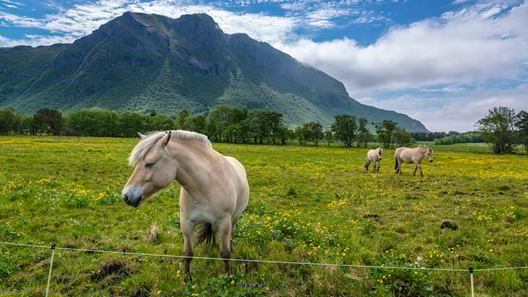 Fjordinger på beite ved Skotheimsvik.