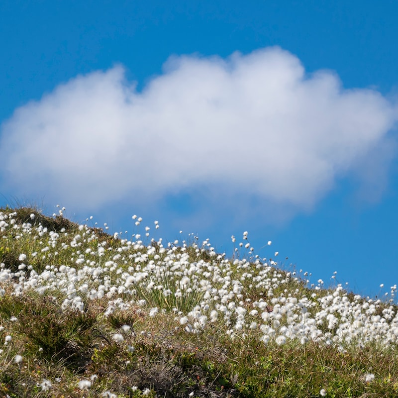 Blomster i terrenget ved stien