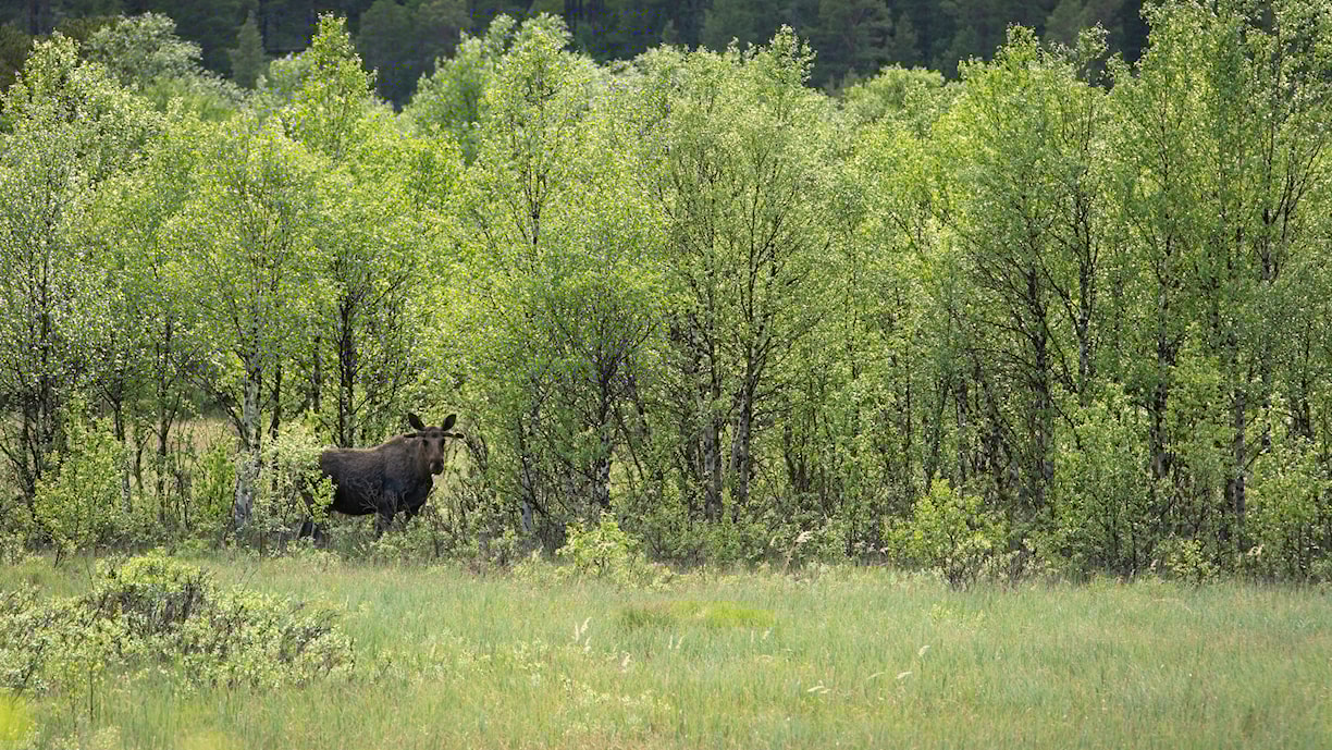 Elg på Atnsjømyrene.