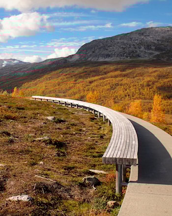 Stien på Vedahaugane leier fram til kunstinstallasjonen «Den» av Mark Dion.