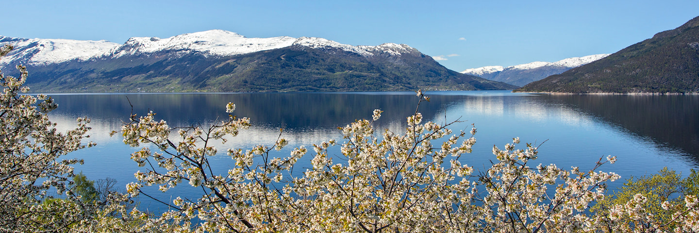 Blomstrende frukthager ved Hardangerfjorden nær Kinsarvik.