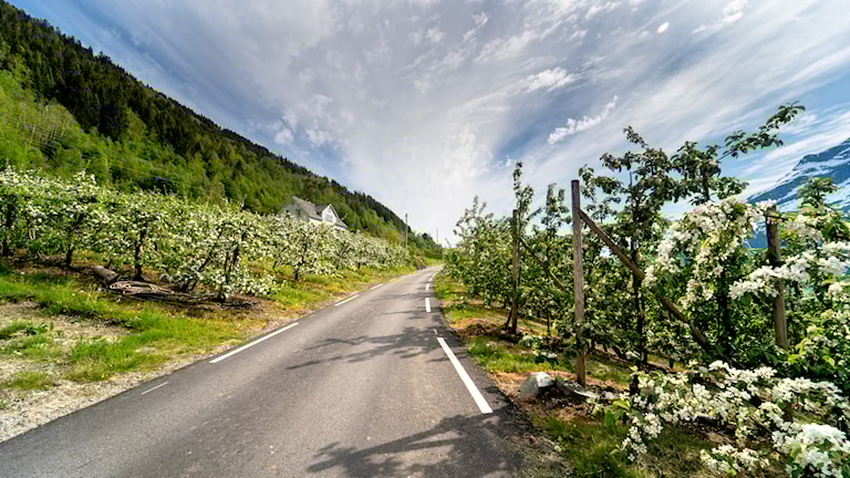 Fruktblomstring i Lofthus.