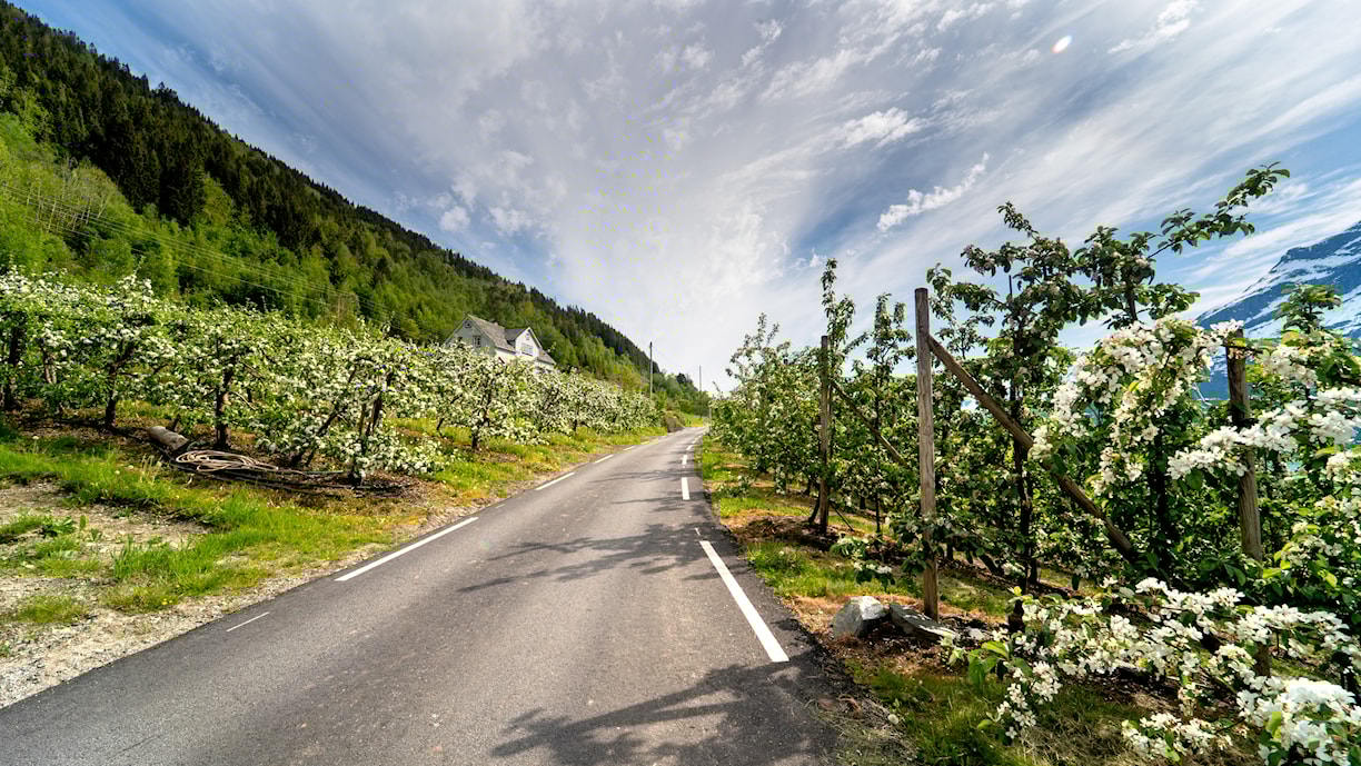 Fruktblomstring i Lofthus.