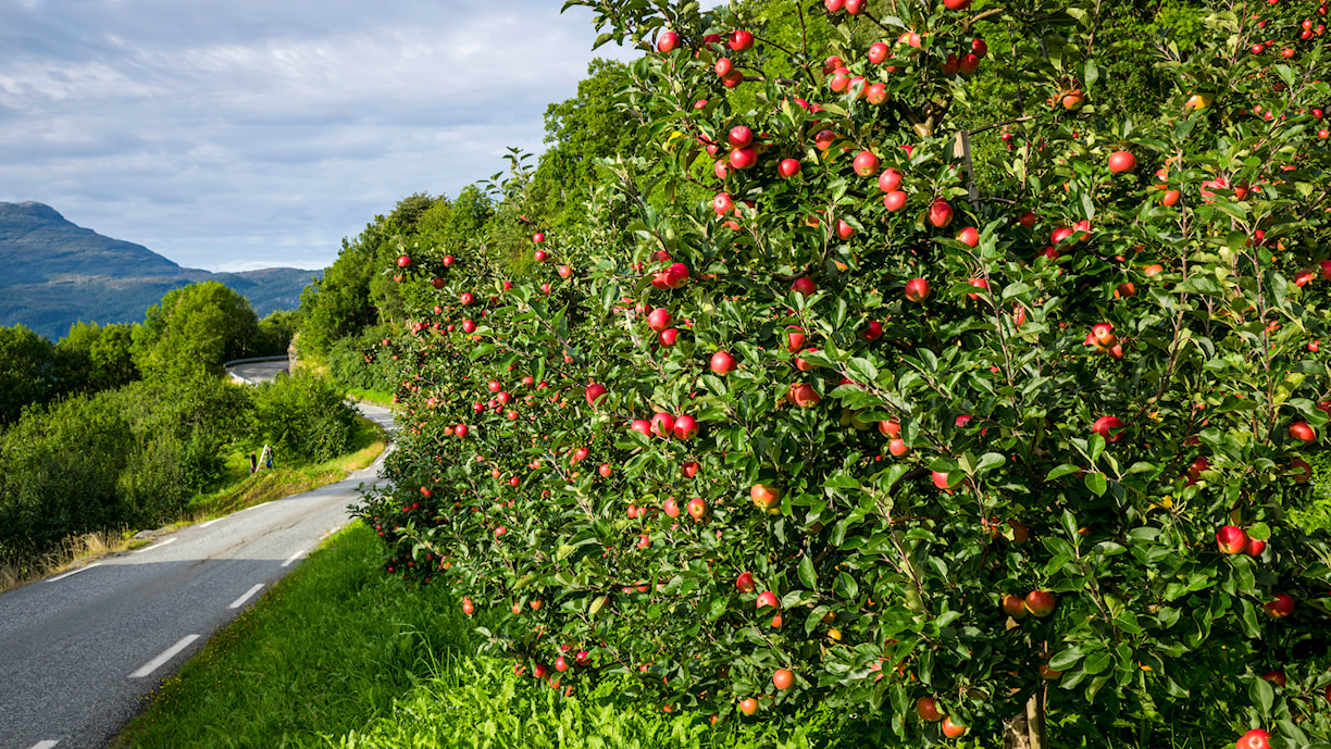 Eplehage mellom Jondal og Utne.