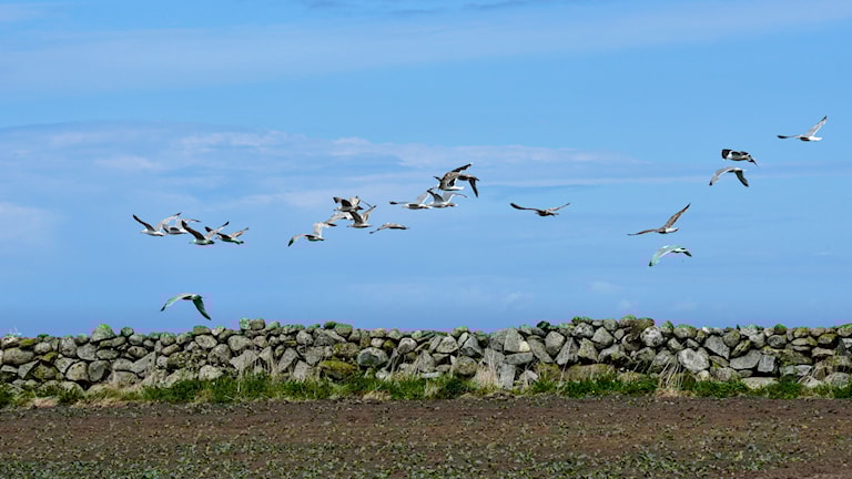 Steingarder ved fv. 507 nær Reve.