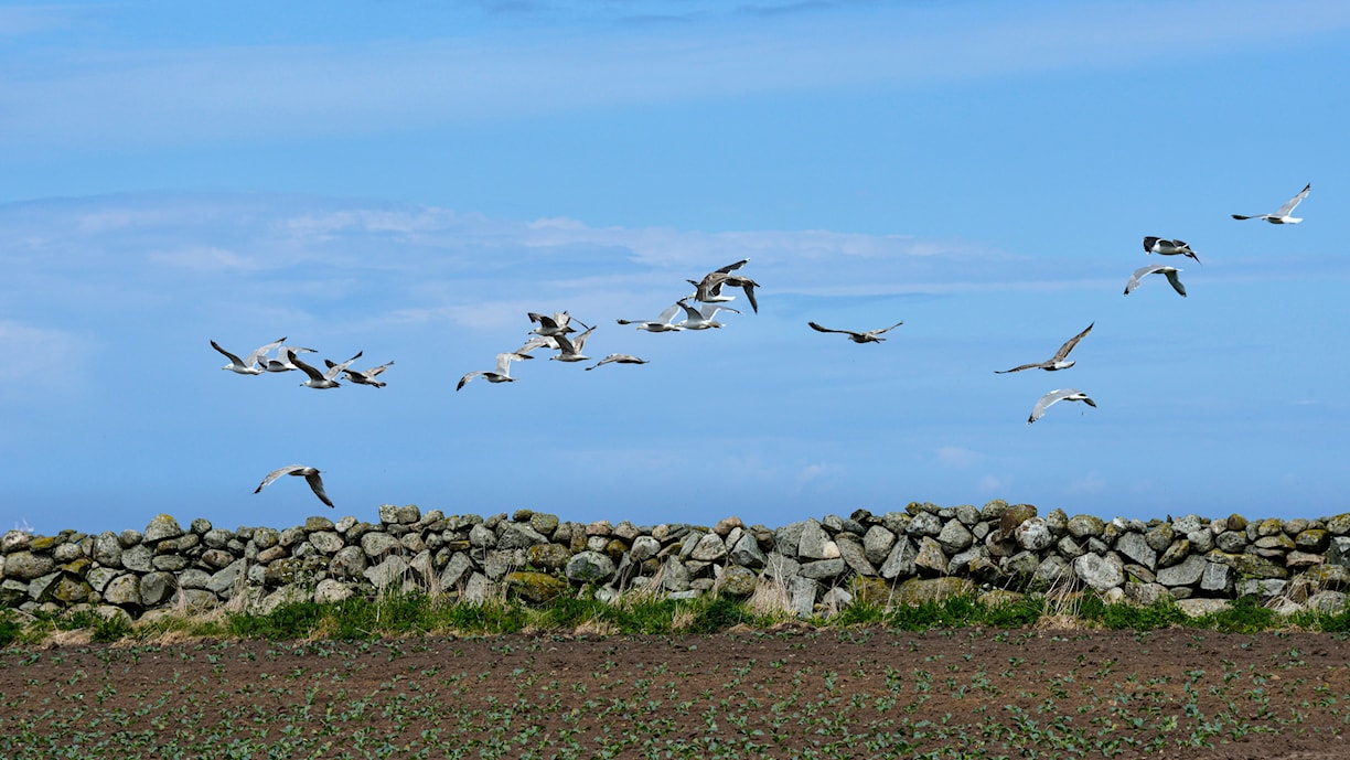 Steingarder ved fv. 507 nær Reve.